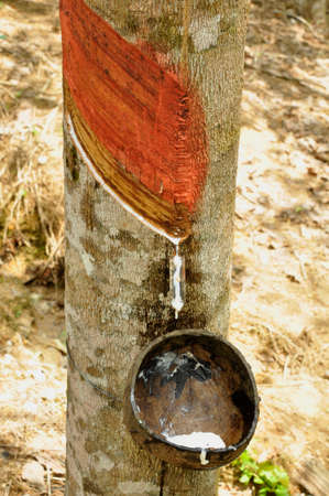 Collecting latex from rubber trees. Growing here on a large plantation here in an agricultural area of South Western Thailandの写真素材