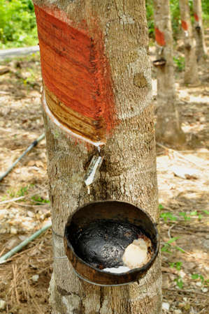 Collecting latex from rubber trees. Growing here on a large plantation here in an agricultural area of South Western Thailandの写真素材