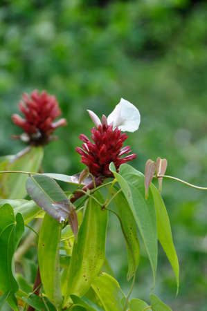 Crepe Ginger (Costas speciosus). Blooming colourfully here in the countryside of South Western Thailandの写真素材