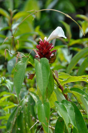 Crepe Ginger (Costas speciosus). Blooming colourfully here in the countryside of South Western Thailandの写真素材