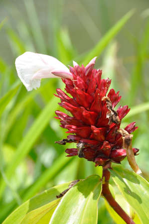 Crepe Ginger (Costas speciosus). Blooming colourfully here in the countryside of South Western Thailandの写真素材