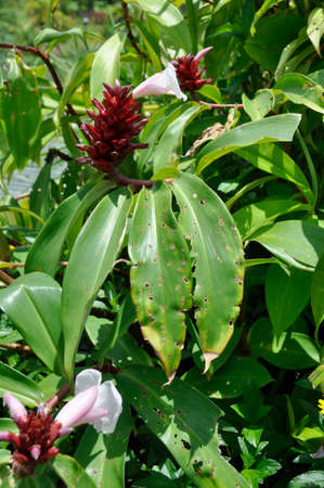 Crepe Ginger (Costas speciosus). Blooming colourfully here in the countryside of South Western Thailandの写真素材