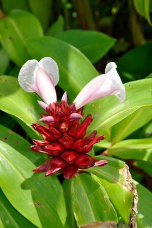 Crepe Ginger (Costas speciosus). Blooming colourfully here in the countryside of South Western Thailandの写真素材