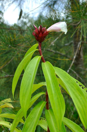 Crepe Ginger (Costas speciosus). Blooming colourfully here in the countryside of South Western Thailandの写真素材