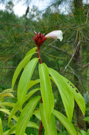 Crepe Ginger (Costas speciosus). Blooming colourfully here in the countryside of South Western Thailandの写真素材