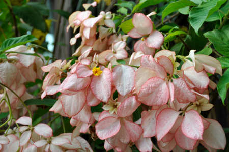 Mussaenda erythrophylla (Queen Sirikit). Blooming colourfully here in the countryside of South Western Thailandの写真素材