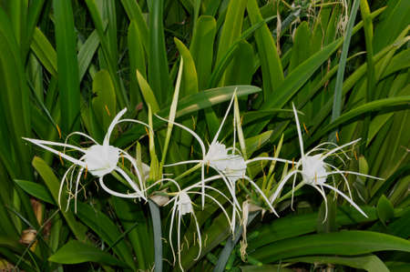 Swamp Lily (Crinum pedunculatum). Planted here as part of the Corniche landscaping in Abu Dhabi, UAEの写真素材