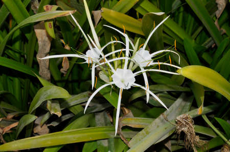 Swamp Lily (Crinum pedunculatum). Planted here as part of the Corniche landscaping in Abu Dhabi, UAEの写真素材
