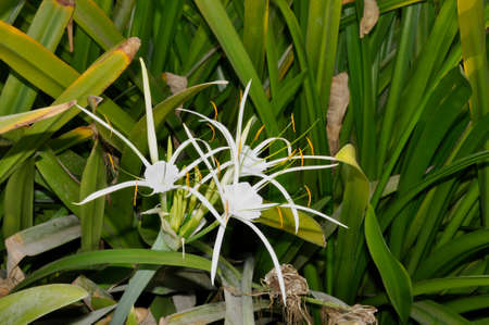 Swamp Lily (Crinum pedunculatum). Planted here as part of the Corniche landscaping in Abu Dhabi, UAEの写真素材
