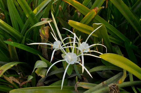 Swamp Lily (Crinum pedunculatum). Planted here as part of the Corniche landscaping in Abu Dhabi, UAEの写真素材