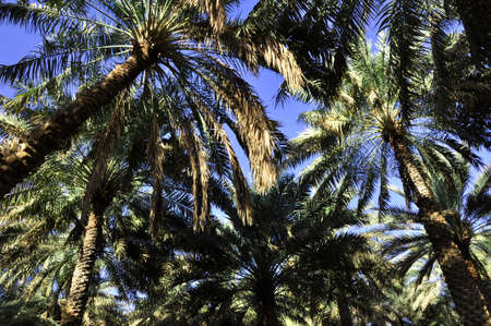 Palm trees (Gen; Areca). Palm trees creating shady walks along the Abu Dhabi Corniche, UAEの写真素材