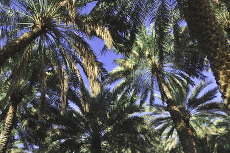 Palm trees (Gen; Areca). Palm trees creating shady walks along the Abu Dhabi Corniche, UAEの写真素材