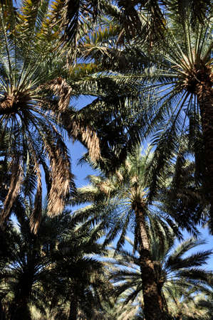 Palm trees (Gen; Areca). Palm trees creating shady walks along the Abu Dhabi Corniche, UAEの写真素材
