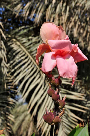 Canna lily (Gen; C.). Blooming colourfully in the gardens of a public park in Al Ain, UAEの写真素材