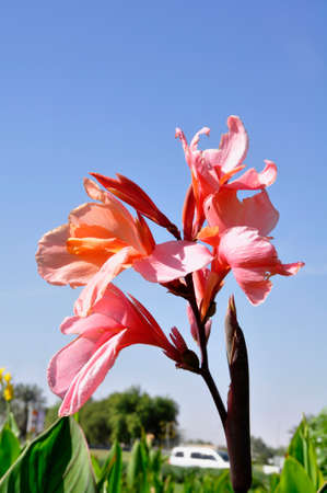 Canna lily (Gen; C.). Blooming colourfully in the gardens of a public park in Al Ain, UAEの写真素材