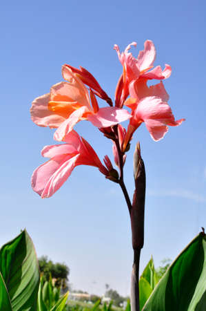 Canna lily (Gen; C.). Blooming colourfully in the gardens of a public park in Al Ain, UAEの写真素材