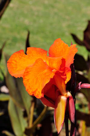 Canna lily (Gen; C.). Blooming colourfully in the gardens of a public park in Al Ain, UAEの写真素材