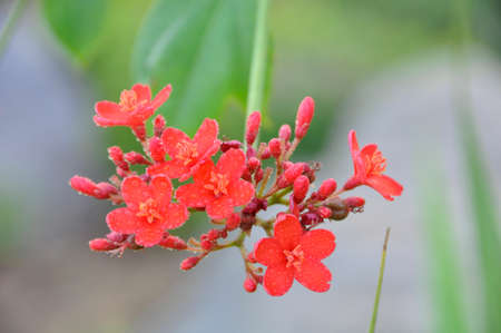 Pergrina (Jatropha integerrima). A colourful flowering shrub blooming here in the landscaping of the Abu Dhabi Corniche, UAEの写真素材