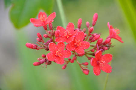 Pergrina (Jatropha integerrima). A colourful flowering shrub blooming here in the landscaping of the Abu Dhabi Corniche, UAEの写真素材