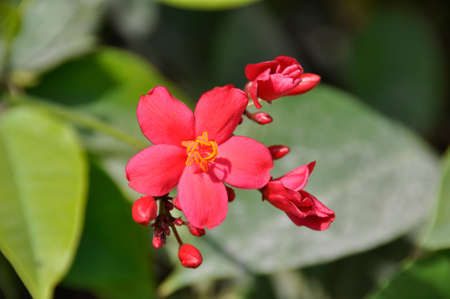 Pergrina (Jatropha integerrima). A colourful flowering shrub blooming here in the landscaping of the Abu Dhabi Corniche, UAEの写真素材
