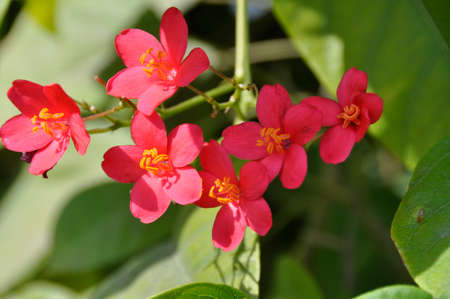 Pergrina (Jatropha integerrima). A colourful flowering shrub blooming here in the landscaping of the Abu Dhabi Corniche, UAEの写真素材