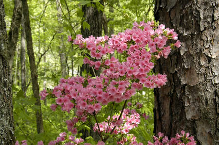 Azalea (Gen; Rhododendron ). Blooming colourfully here in the countryside of Georgia, USA, an annual springtime event!の写真素材