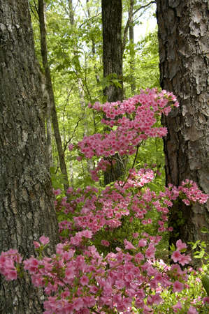 Azalea (Gen; Rhododendron ). Blooming colourfully here in the countryside of Georgia, USA, an annual springtime event!の写真素材