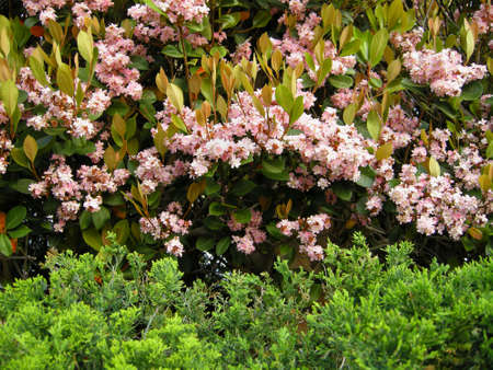 Indian Hawthorne (Raphiolepis indica ). Planted here as a hedge in a coastal community in South Carolina, USAの写真素材