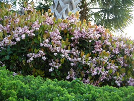 Indian Hawthorne (Raphiolepis indica ). Planted here as a hedge in a coastal community in South Carolina, USAの写真素材