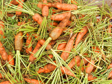 Carrots (Daucus carota). Fresh from the farm, these vegetables are ready to buy on this market in Ho Chi Minh City, Vietnamの写真素材