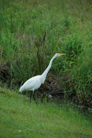 Common Egret (Ardea alba). Fishing here in this South Carolina swampy area, USAの写真素材