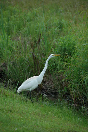 Common Egret (Ardea alba). Fishing here in this South Carolina swampy area, USAの写真素材