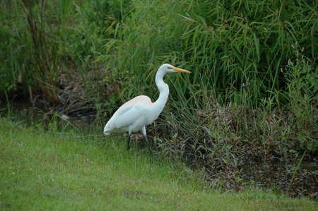 Common Egret (Ardea alba). Fishing here in this South Carolina swampy area, USAの写真素材