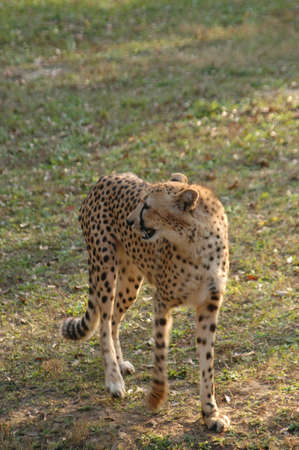 Cheetah (Acinonyx jubatus). The fastest mammal on four legs found on the plains of sub-Saharan Africaの写真素材