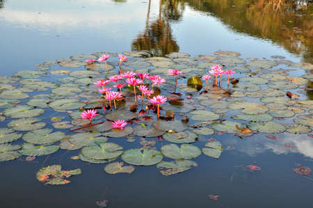 Water Lilies (Fam; Nymphaeaceae). Floating and blooming here in a pond in the grounds of Angkor Wat, Cambodiaの写真素材