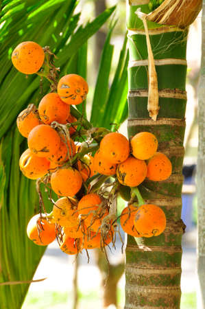 Jelly Palm (Butia capitata ). Native to South America, but producing fruit here in Cambodiaの写真素材
