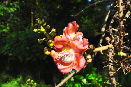 Cannonball tree (Couroupita guianensis). An unusually shaped and presented flower from a tropical tree, Sri Lankaの写真素材