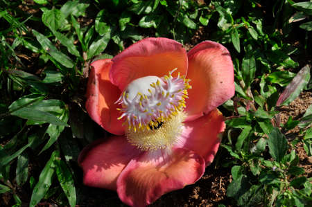 Cannonball tree (Couroupita guianensis). An unusually shaped and presented flower from a tropical tree, Sri Lankaの写真素材