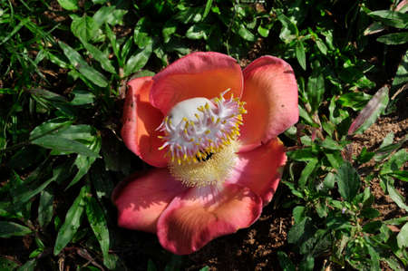 Cannonball tree (Couroupita guianensis). An unusually shaped and presented flower from a tropical tree, Sri Lankaの写真素材
