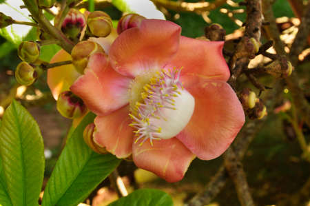 Cannonball tree (Couroupita guianensis). An unusually shaped and presented flower from a tropical tree, Sri Lankaの写真素材