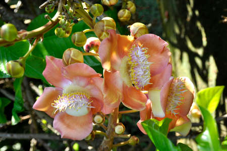 Cannonball tree (Couroupita guianensis). An unusually shaped and presented flower from a tropical tree, Sri Lankaの写真素材