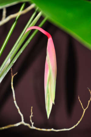 Beaked Heliconia (H. rostrata). Growing colourfully here in a hotel garden in Sri Lankaの写真素材