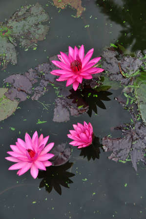 Water lily (Gen; Nymphaea). Blooming colourfully and floating in a countryside pond in Sri Lankaの写真素材