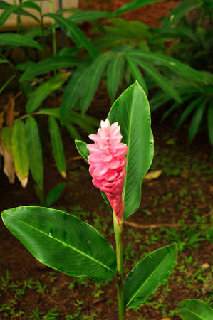 Red Ginger (Alpinia purpurata). Blooming colourfully here in the countryside of Sri Lankaの写真素材
