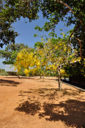 Scrambled egg tree (Cassia surattensis). Blooming colourfully here in the countryside of Sri Lankaの写真素材