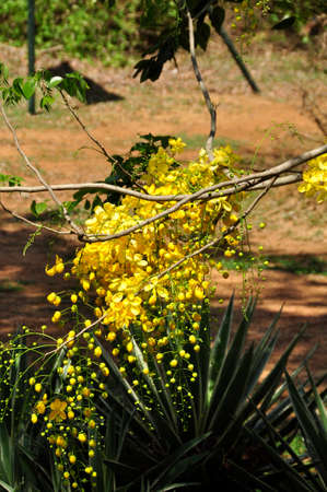 Scrambled egg tree (Cassia surattensis). Blooming colourfully here in the countryside of Sri Lankaの写真素材