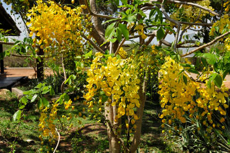 Scrambled egg tree (Cassia surattensis). Blooming colourfully here in the countryside of Sri Lankaの写真素材