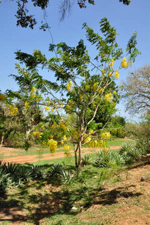 Scrambled egg tree (Cassia surattensis). Blooming colourfully here in the countryside of Sri Lankaの写真素材