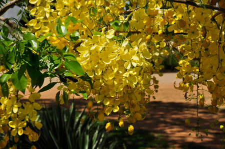 Scrambled egg tree (Cassia surattensis). Blooming colourfully here in the countryside of Sri Lankaの写真素材