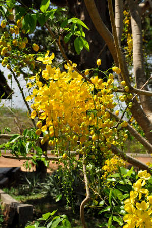 Scrambled egg tree (Cassia surattensis). Blooming colourfully here in the countryside of Sri Lankaの写真素材